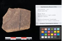 Foto (Objekt + Etikett) von Poacites rigidus Heer (NHMW-GEO-2024-0188-0382)